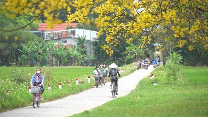 Lãng mạn đường hoa điệp vàng