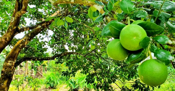 Tín hiệu vui từ thanh trà