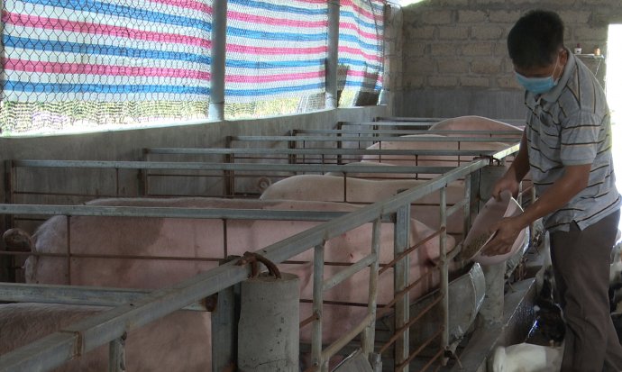 Bản tin kinh tế 7/5: Chăn nuôi thích nghi với “bão giá”