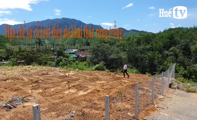 Hạn chế sự cố lưới điện do khai thác rừng trồng