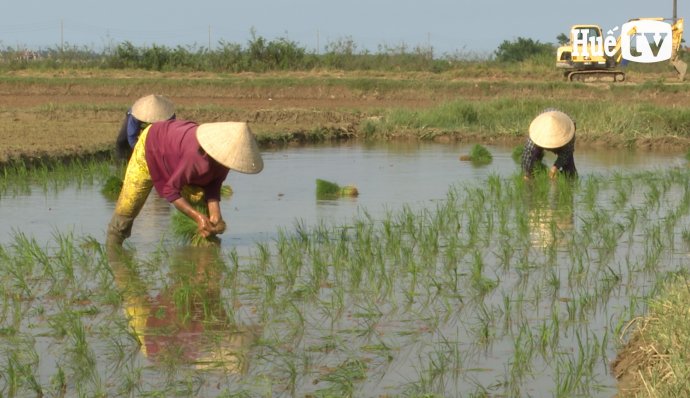 Chọn giống lúa thích ứng trong vụ hè thu