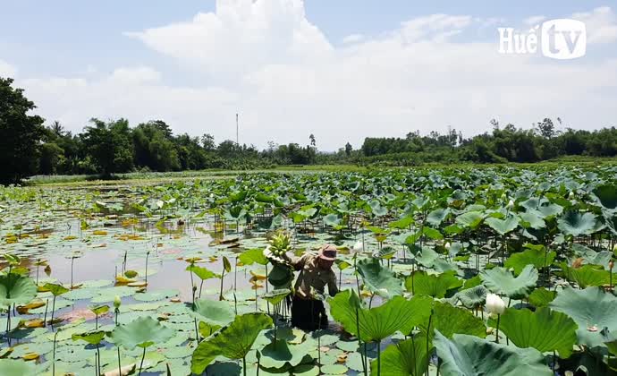 Thiết lập, nâng tầm giá trị cho sen Huế