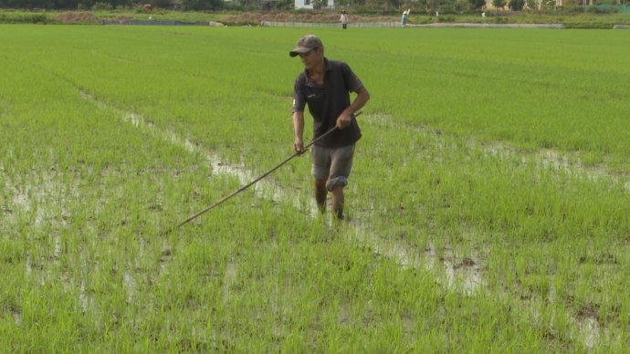 Bản tin kinh tế 11/6: Giá phân bón tăng, nông dân gặp khó