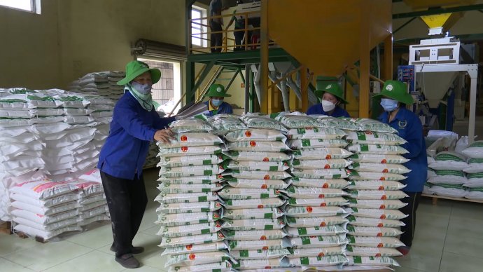 Bản tin kinh tế 13/8: Gạo chất lượng cao: Cung không đủ cầu