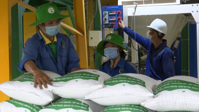 Gạo chất lượng cao “cung không đủ cầu”