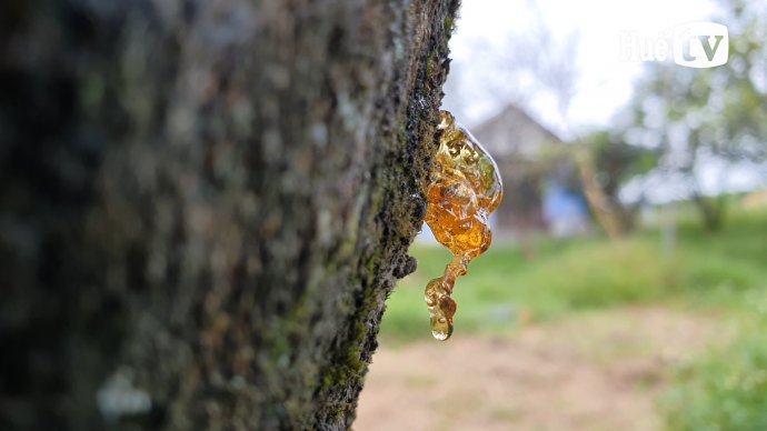 Thanh trà Dương Hòa thiệt hại nặng do bệnh xì gôm, chảy mủ