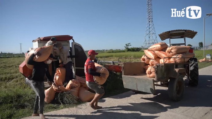 Bản tin kinh tế 10/9: Thu hoạch 2.000 ha lúa tránh lũ