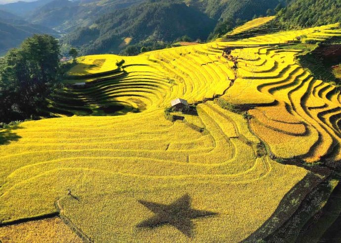 Ripe rice season in Mu Cang Chai