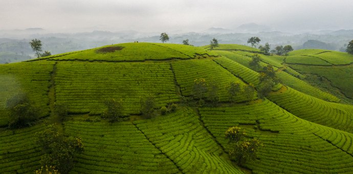 Long Coc tea hill - A place of fairyland