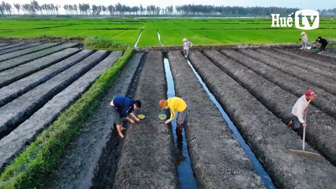 Bản tin kinh tế 5/11: Hướng đi mới của người trồng lạc