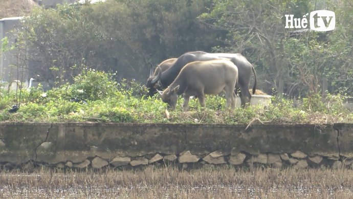 Bản tin kinh tế 12/11: Giá trâu bò giảm, người nuôi lo lắng