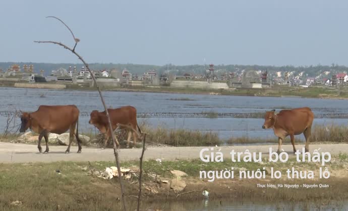 Giá trâu bò thấp, người nuôi lo thua lỗ