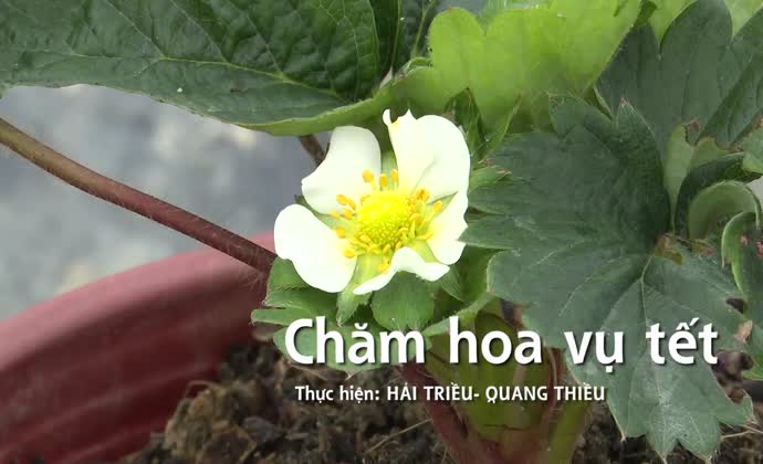 Chăm hoa vụ tết