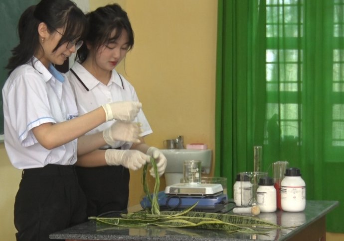 Học sinh làm chỉ khâu vết thương từ cây lưỡi hổ