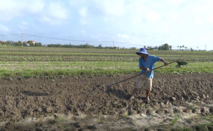 Cơ cấu cây trồng trên đất lúa kém hiệu quả