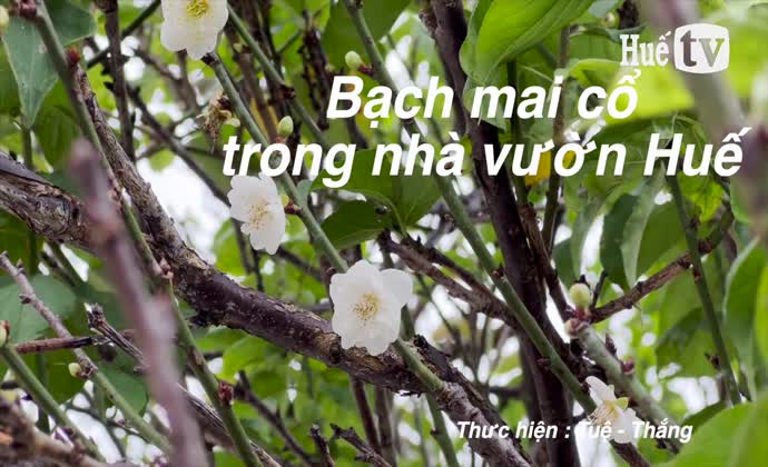 Bạch mai cổ trong nhà vườn Huế