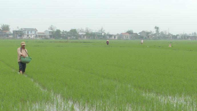 Phòng trừ sâu bệnh, bảo vệ lúa đông xuân