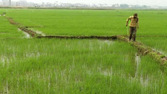 Bản tin kinh tế 19 2 Phòng trừ sâu bệnh, bảo vệ lúa đông xuân