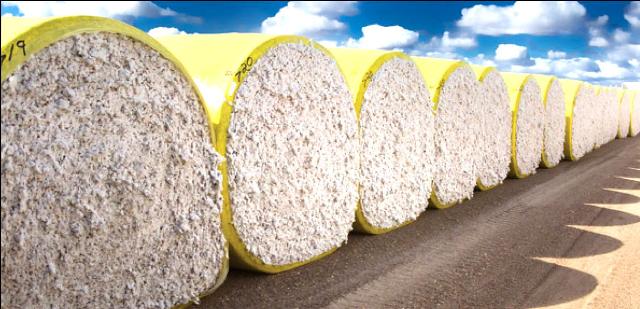 Dự đoán năm 2016 Sản lượng bông toàn cầu giảm