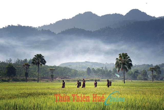 Dẻo thơm hạt nếp