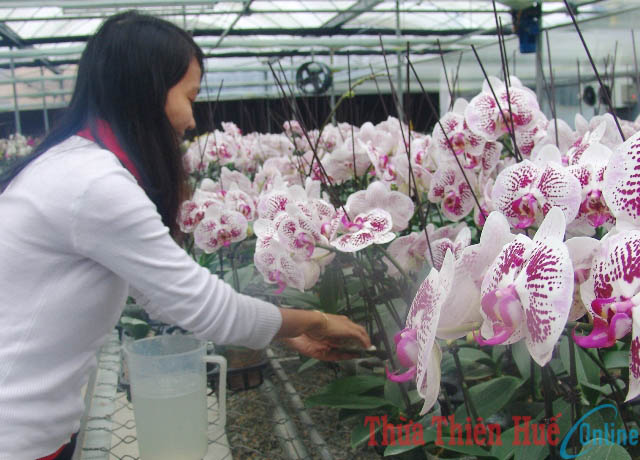 Trồng lan không khó