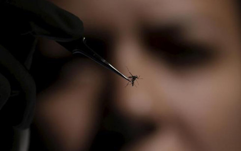 Phát hiện trường hợp lây nhiễm virus Zika qua nước tiểu và nước bọt