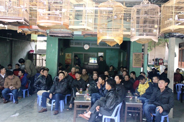 Ngày Tết “say” chim cảnh