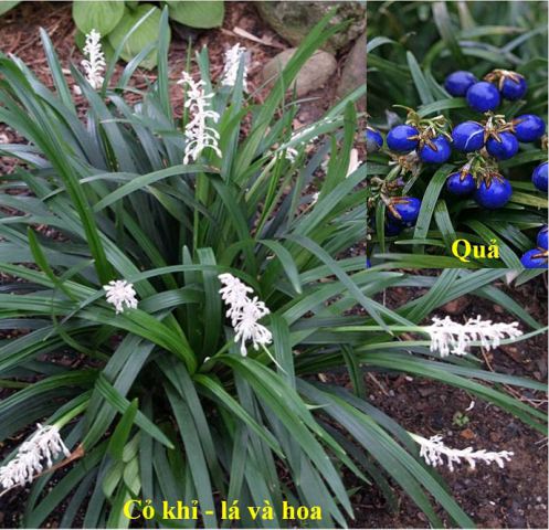 Năm Thân tìm hiểu những cây thuốc mang tên khỉ