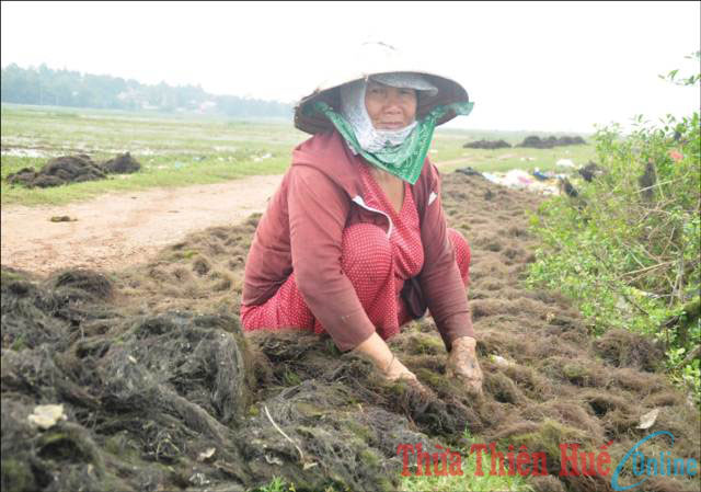 Rong câu “đổi phận”