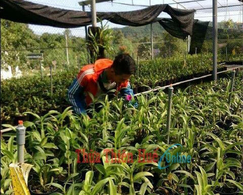 Phong Lan - thú vui cho mọi lứa tuổi