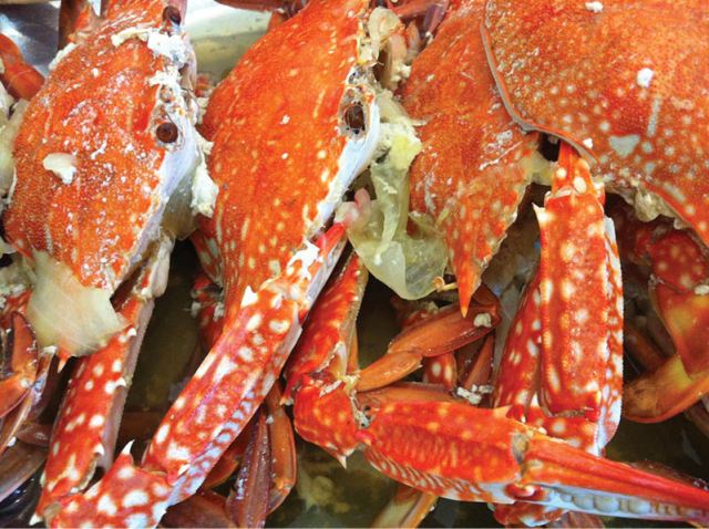 “Ăn đẹp” nơi phá Tam Giang