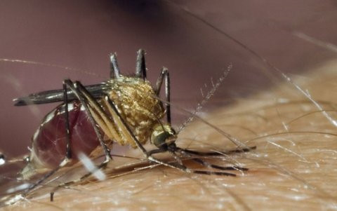 Brazil sử dụng máy bay không người lái để diệt muỗi truyền virus Zika