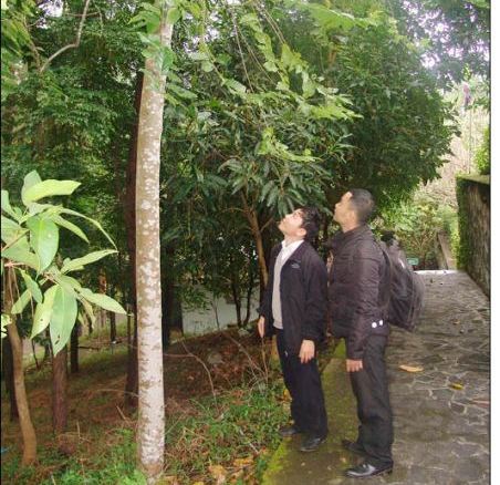 Phố phường thêm xanh