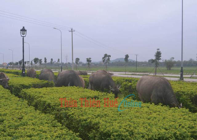 Trâu bò thả rong ở Khu đô thị mới An Vân Dương