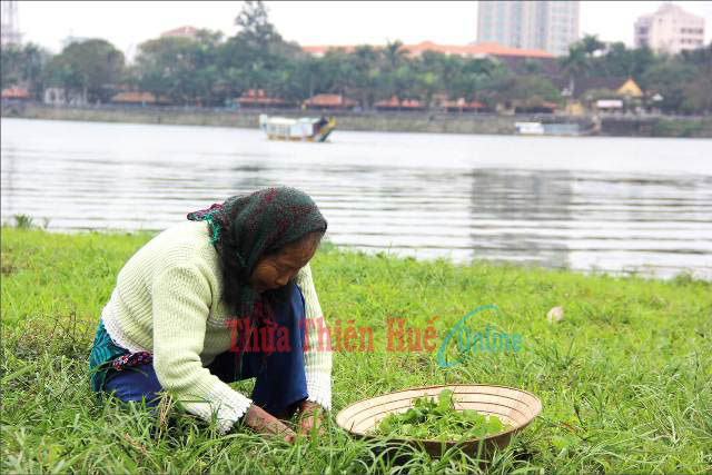Lên phố hái rau