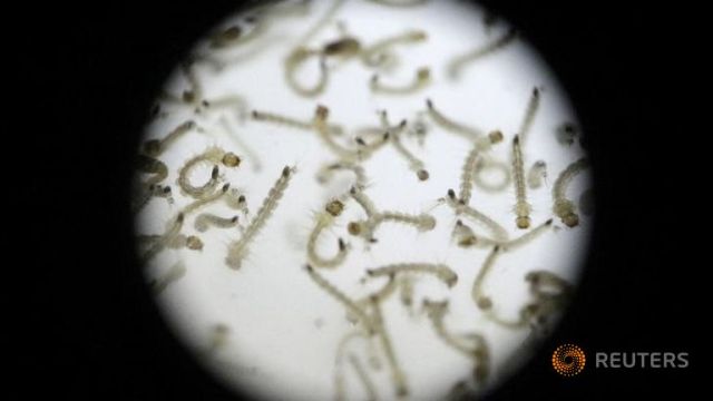 Colombia thông báo có hơn 47 700 trường hợp nhiễm Zika