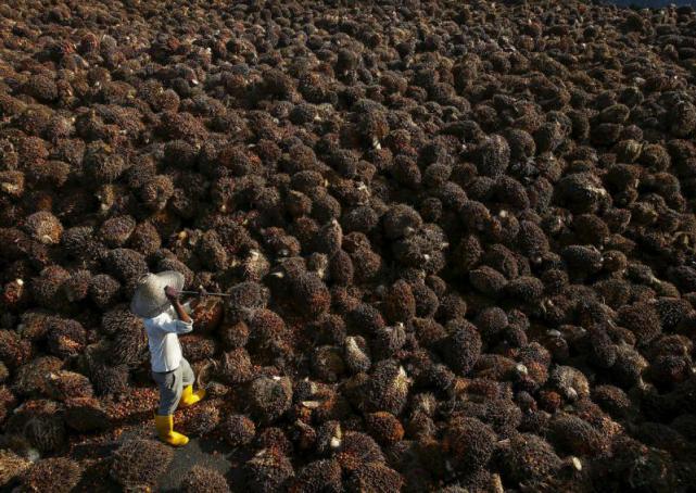 El Nino làm giảm 2 triệu tấn sản lượng dầu cọ Malaysia năm 2015-2016