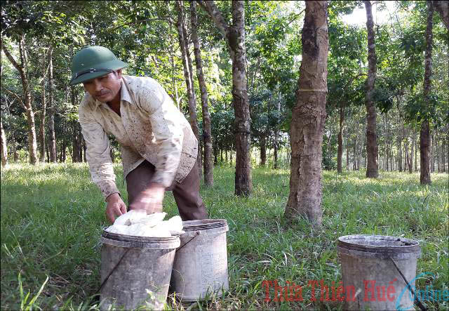 Giảm nghèo bền vững cho vùng đồng bào dân tộc thiểu số Cần giải pháp căn cơ