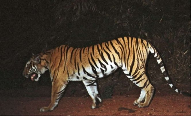 Campuchia xin cọp tự nhiên của các nước