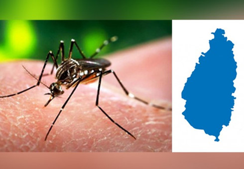 St Lucia ghi nhận hai trường hợp nhiễm virus Zika đầu tiên