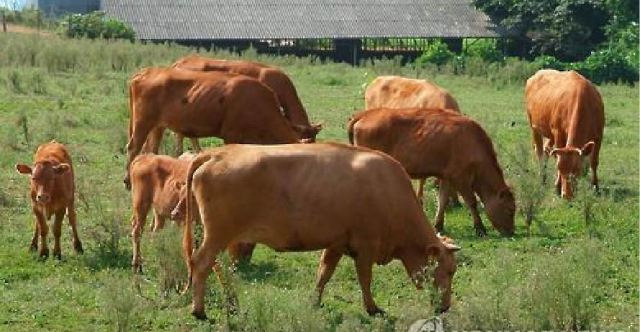 Hàn Quốc Sản lượng gia súc giảm, lo ngại về giá tăng