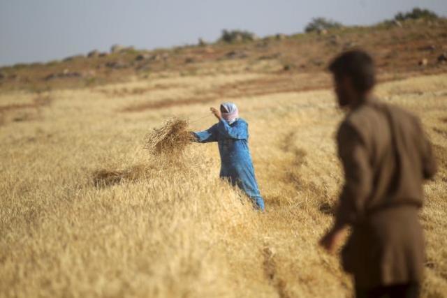 Syria Sản xuất nông nghiệp yếu kém, khủng hoảng lương thực thêm trầm trọng