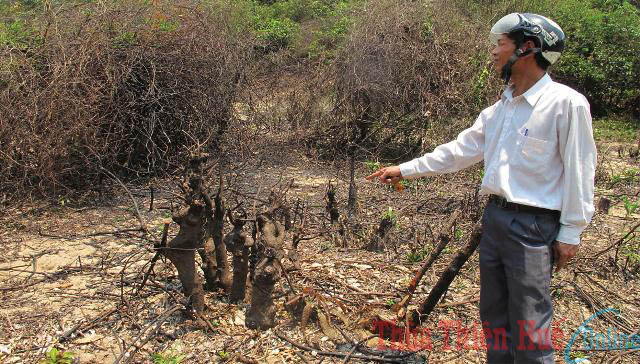 Rừng dẻ Phú Hải đang bị xà xẻo