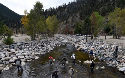 Cá chết hàng loạt ở Mỹ vì chất thải từ các công trình xây dựng