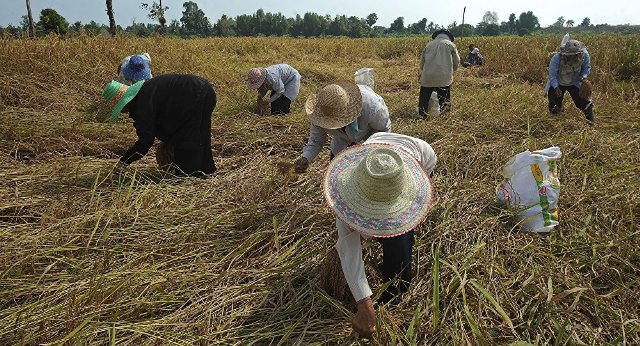 Thái Lan trở thành nước xuất khẩu gạo hàng đầu thế giới