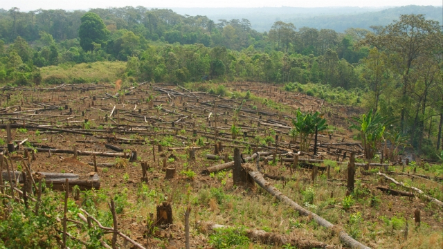Campuchia tuyên bố bảo vệ thêm 1 triệu hecta rừng