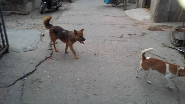 Thận trọng với bệnh dại