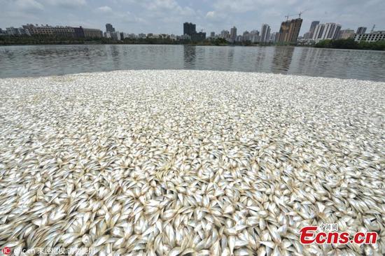 30 tấn cá chết trắng hồ nước ở Trung Quốc