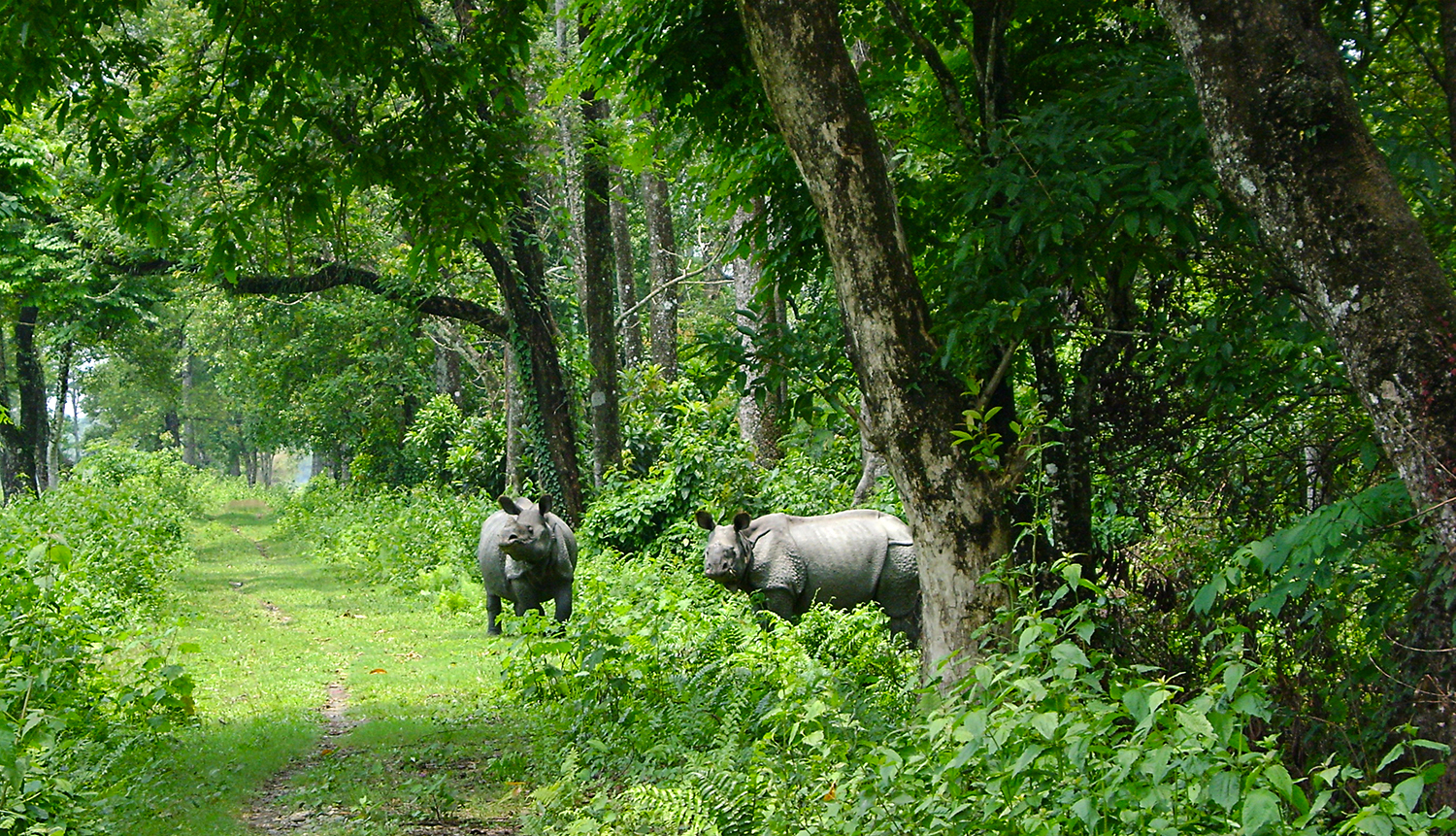 Ấn Độ dành 6 tỉ USD trồng thêm rừng