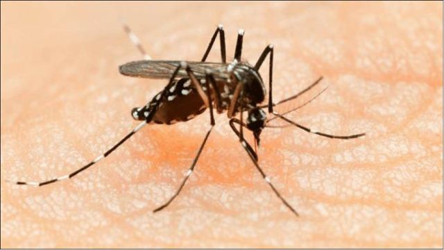 Sốt vàng da - “Tình trạng y tế khẩn cấp toàn cầu mới nhất”